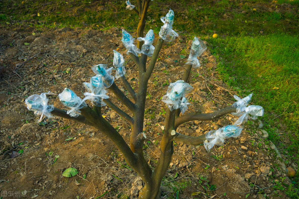 浙江高山甜桔柚,浙江绿色甜桔柚