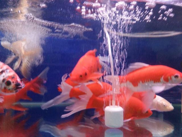 怎么清除鱼缸里的水泡,鱼缸缸壁上的气泡多久能消除