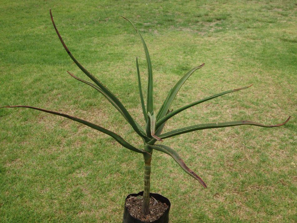 可以长很大的芦荟苗,芦荟如何养成树