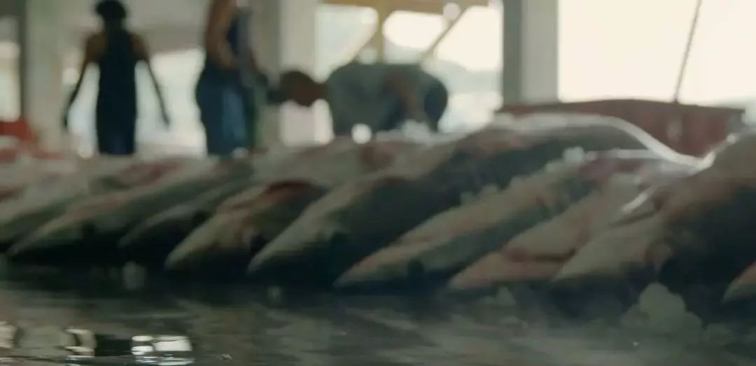 海洋中几乎无敌的大白鲨,真正的大白鲨和巨齿鲨的图片