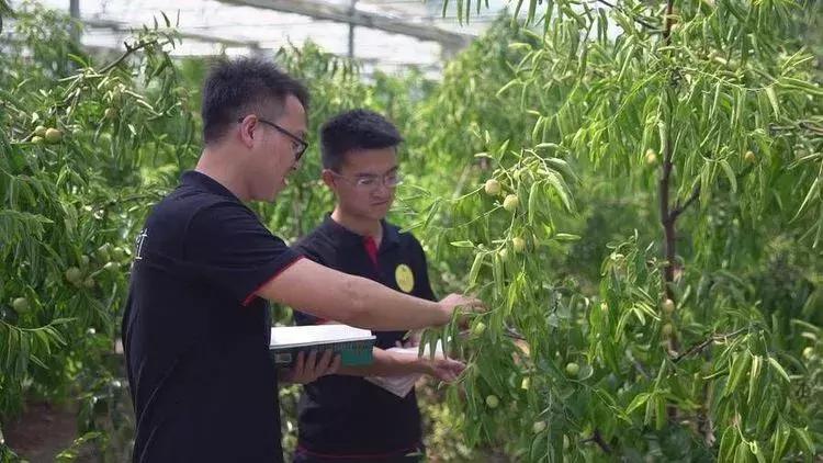 大荔县双泉镇东野鹊村来历,大荔县双泉镇东野鹊村