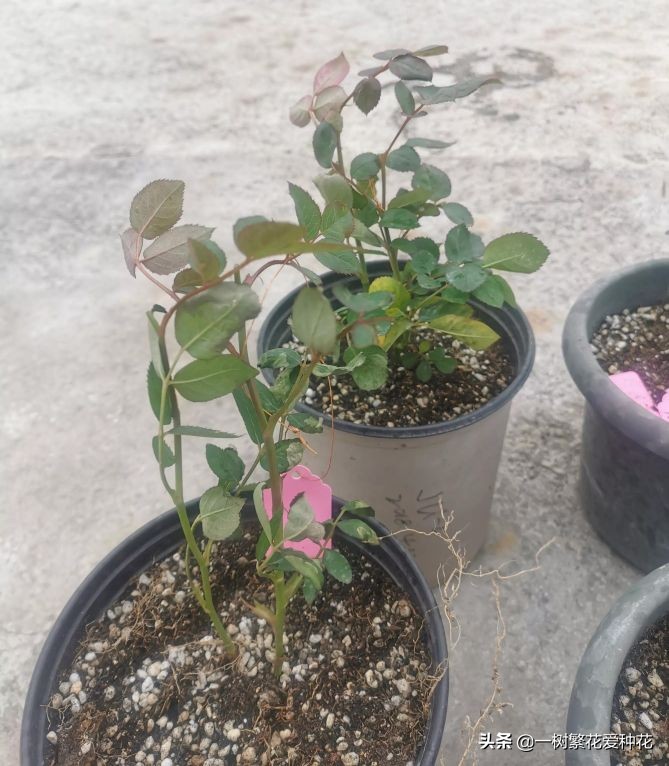 月季开花晒了太阳蔫了补救,月季叶子枯萎像缺水了一样