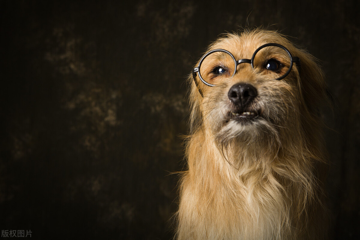 中华田园犬的优缺点及性格,中华田园犬幼犬有人歧视吗