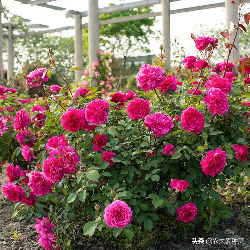 欧月月季品种大全图片,欧月月季的品种有哪些