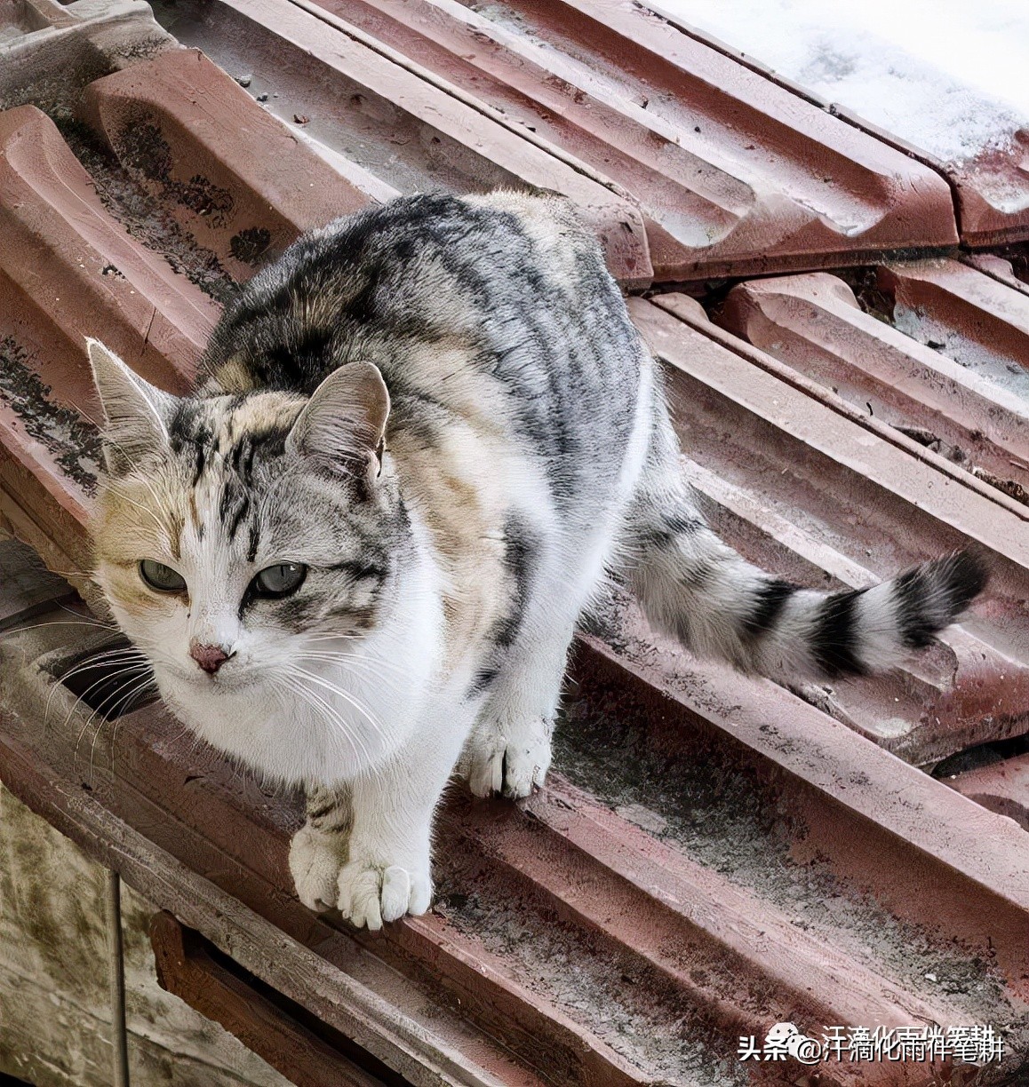 「广东中山刘振鹏」原创//​母女三只猫