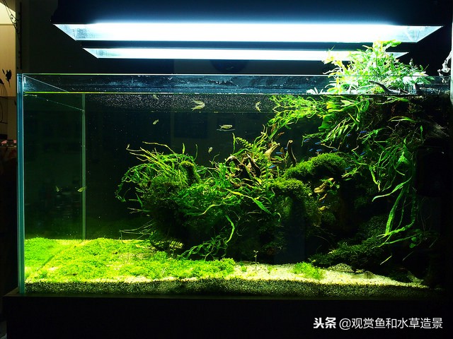 什么尺寸的鱼缸最适合新手？