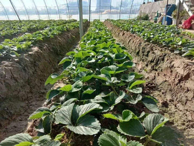 草莓旺长导致果小怎么办,草莓旺长的管理办法