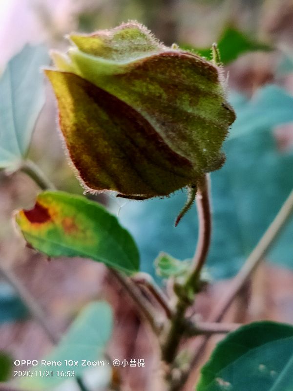 这种花通常用来比作美丽的女子，有人拿来做药，还有人当野菜吃