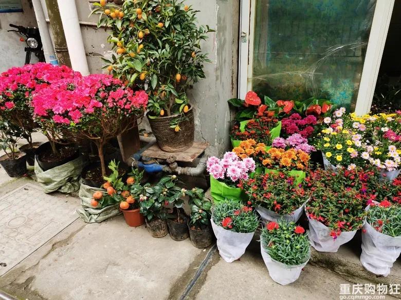 渝北区狗儿市场有卖猫的吗,渝北狗儿市场买狗