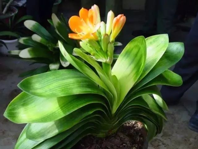 君子兰花苞到开花要多长时间,君子兰开花不出花苞是什么原因