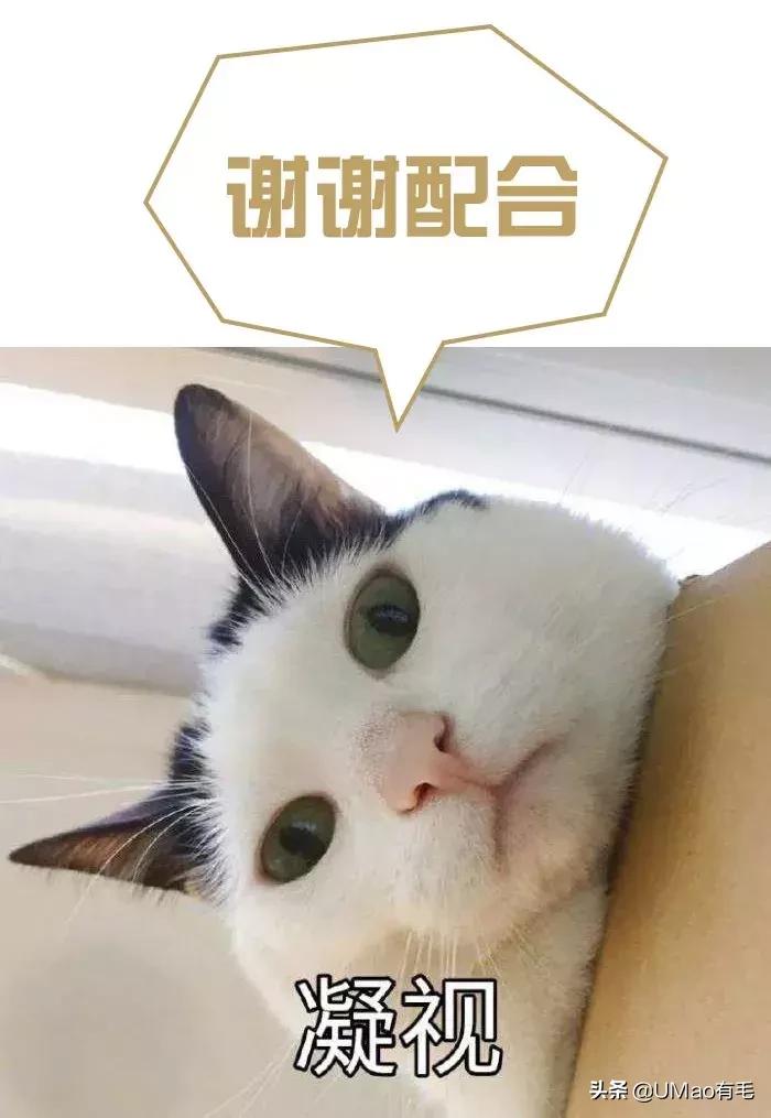 厨房是猫咪的修罗场，随便一项就能重伤