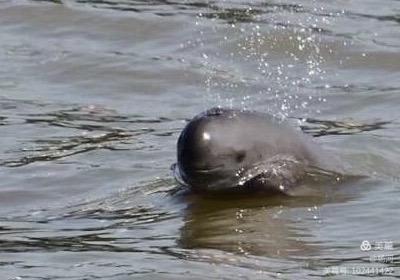 江豚戏水，醉美长江