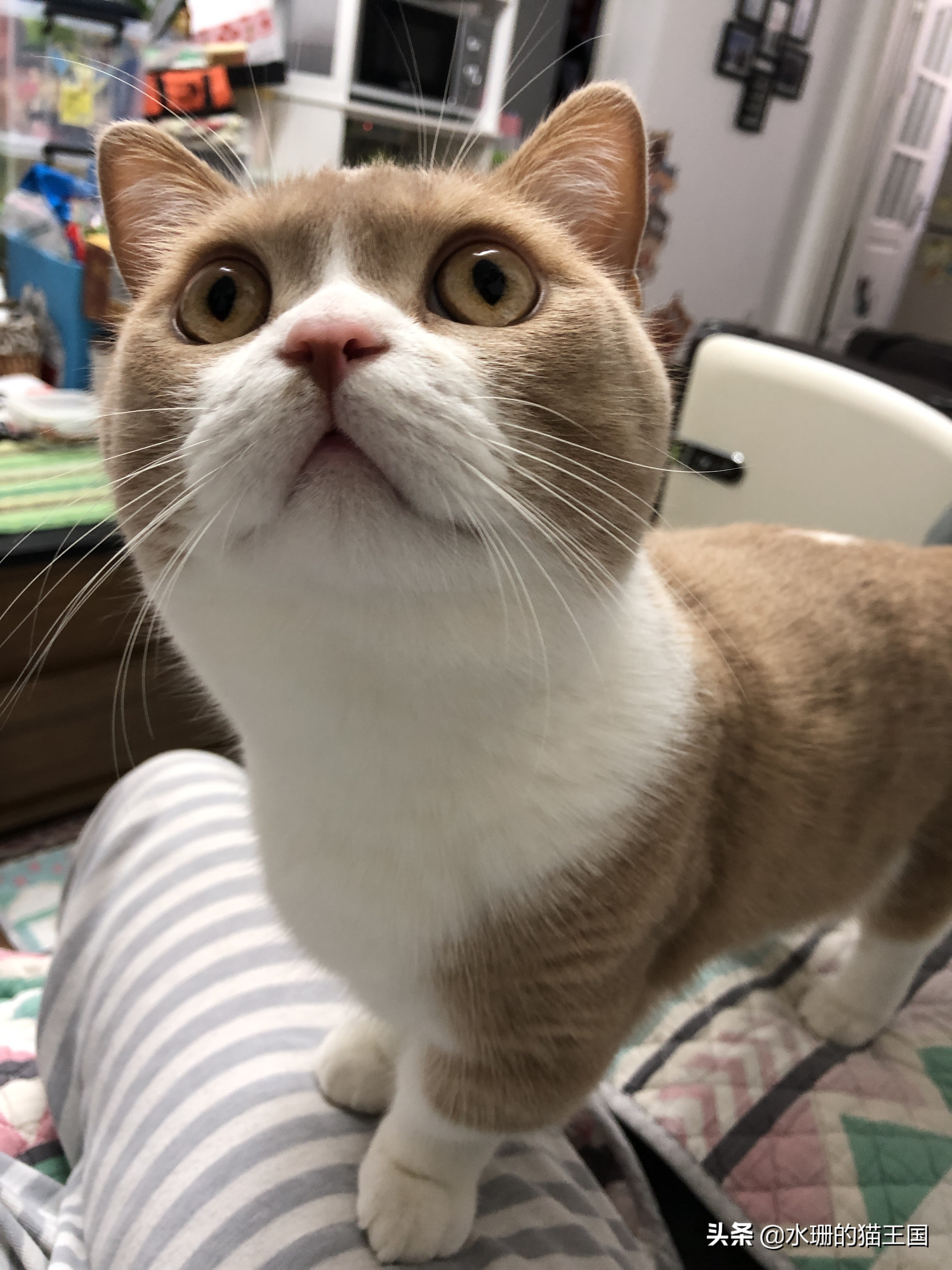 猫咪腹泻日常怎么办,猫咪腹泻紧急处理办法视频