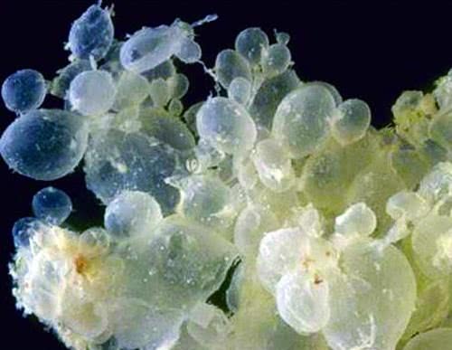 孕妇在葡萄架子下呆着不好吗,孕妇坐葡萄树下不好吗