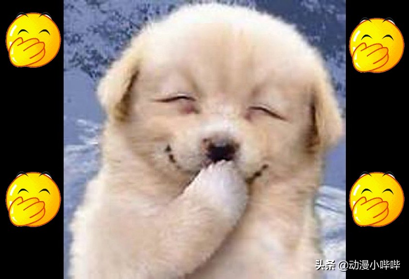 日本柴犬笑的表情包,沙雕又可爱的狗狗表情包