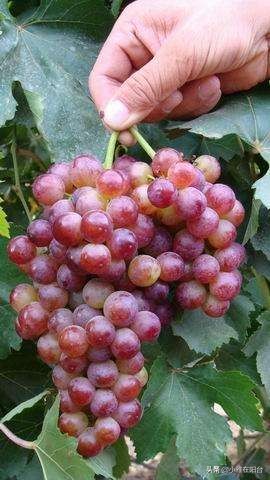 种一棵葡萄有多少果子,种一棵葡萄需要多少土
