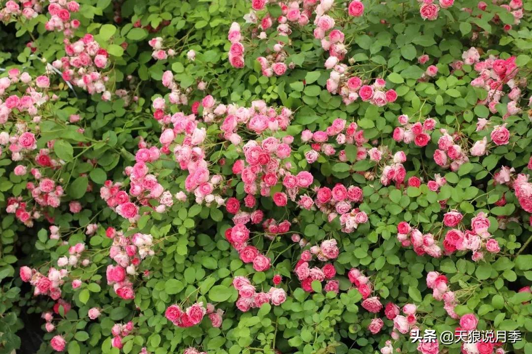 抗病性好的月季推荐,哪些月季品种抗病强