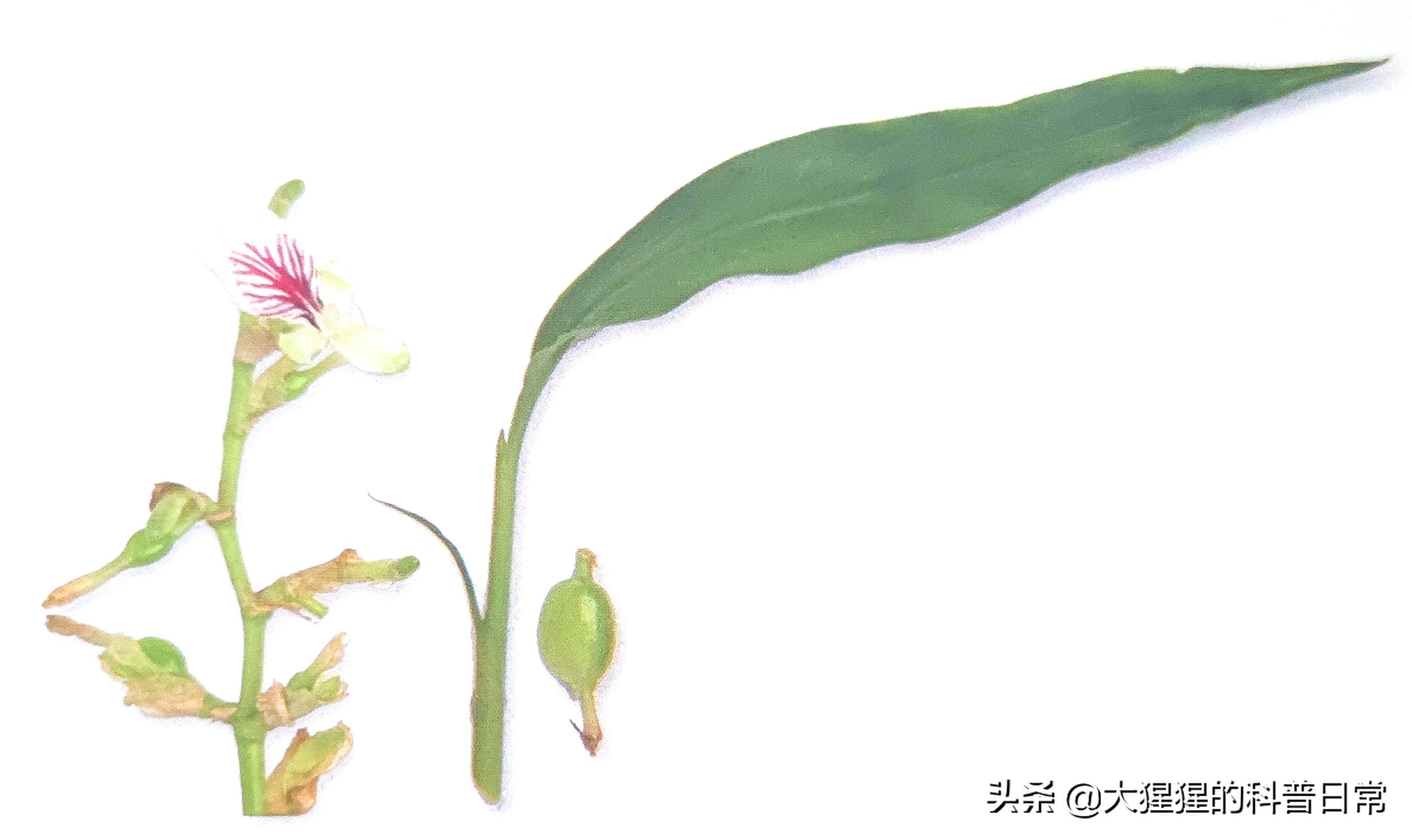 单子叶植物双子叶植物的简图,单子叶植物叶脉是什么