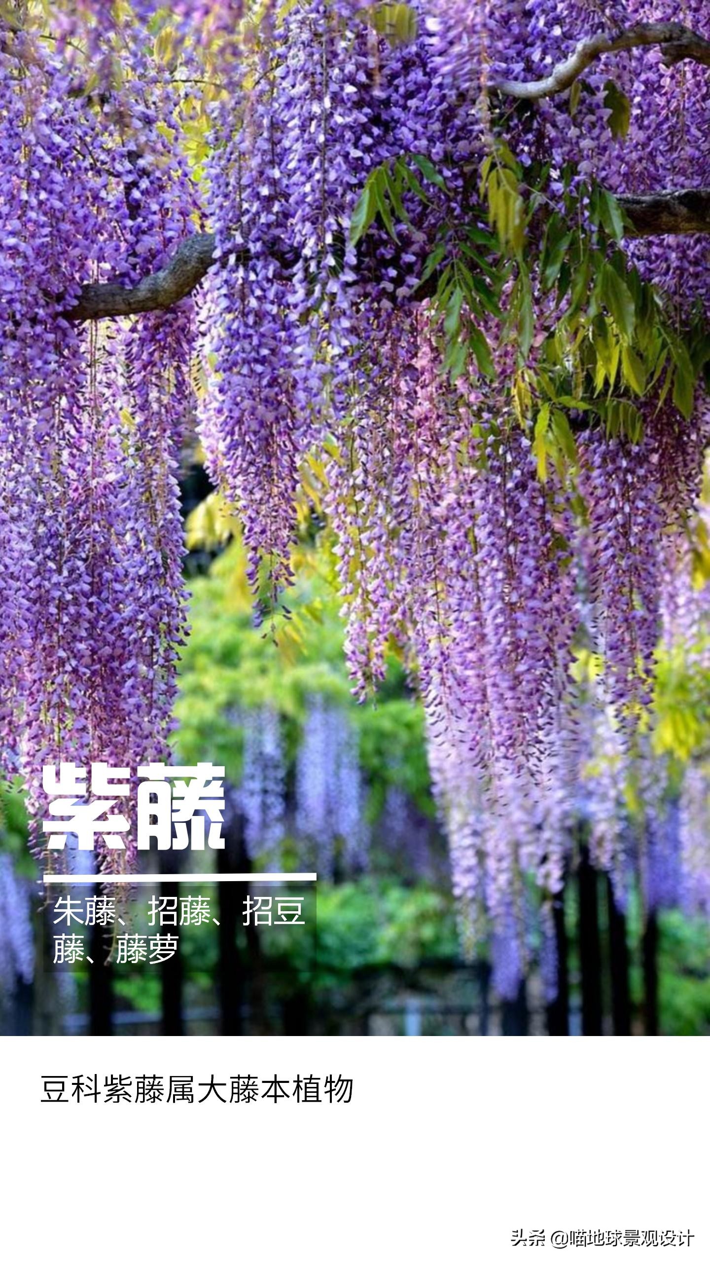 意大利常见的爬藤植物,25种爬藤植物