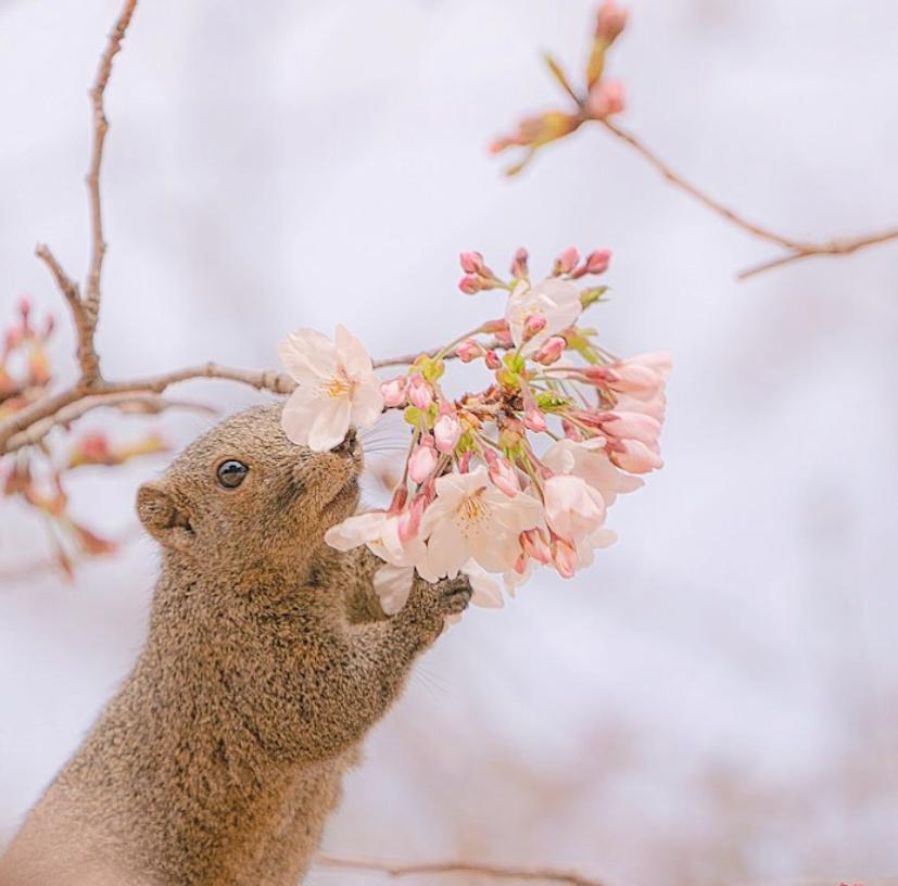 是心动啊，樱樱樱樱樱樱樱樱樱