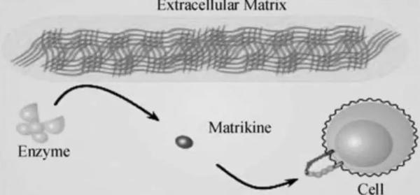 用抗皱六胜肽对肌肤造成伤害,抗皱原液六胜肽的抗皱原理