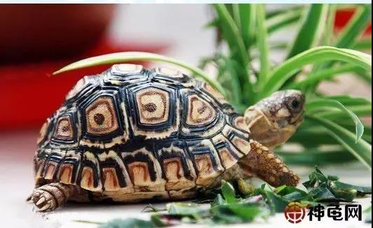 龟最佳的冬眠的方法,龟冬眠该怎么养