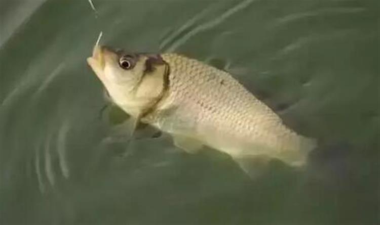 有鱼上钩却总脱钩，问题出在哪？