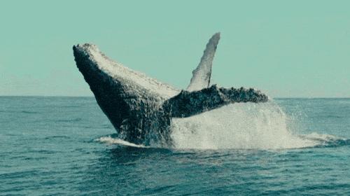 被囚34年取精，被迫亲手杀死爱子，最后只能挣扎着死去……