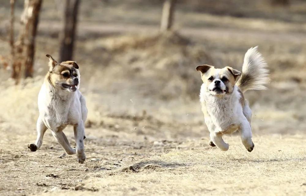 长春街头多了一道靓丽风景线,长春街头时尚秀