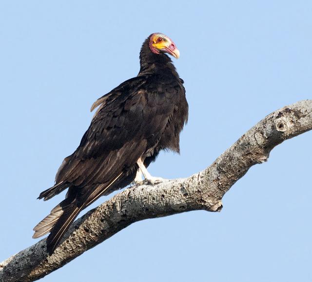 世界所有国家国鸟,世界各国国鸟大全