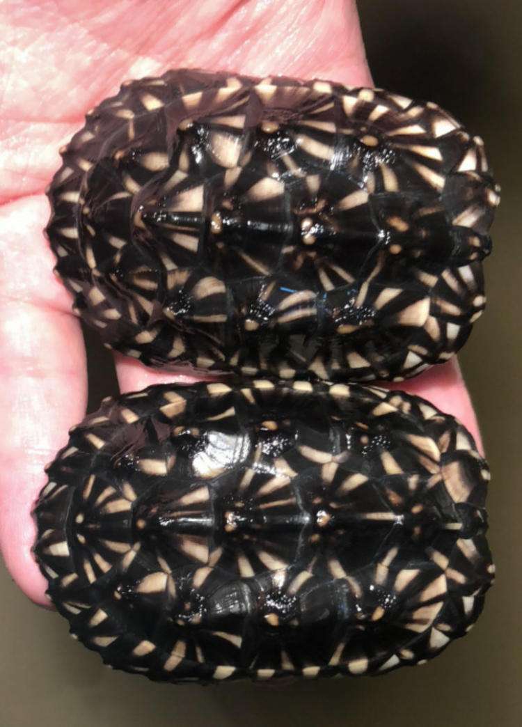 牢底坐穿系列,养一只就会坐牢,快看下你家有没有这些乌龟