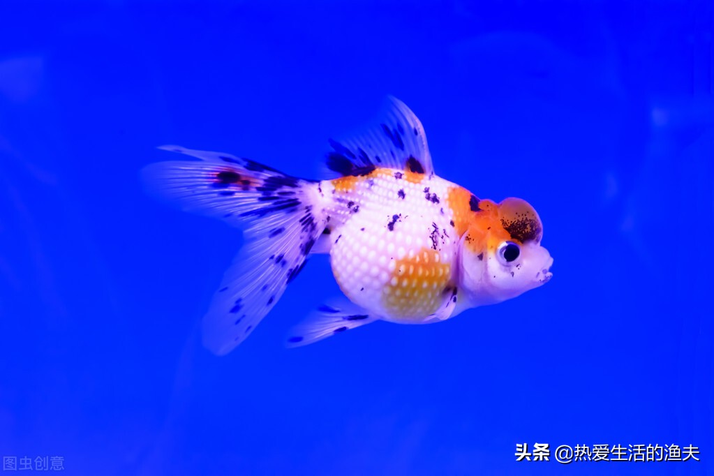 有哪些传统金鱼品种,中国传统的金鱼品种祖先