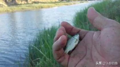 野战蓝鲫怎么解决反水,蓝鲫饵料错误用法