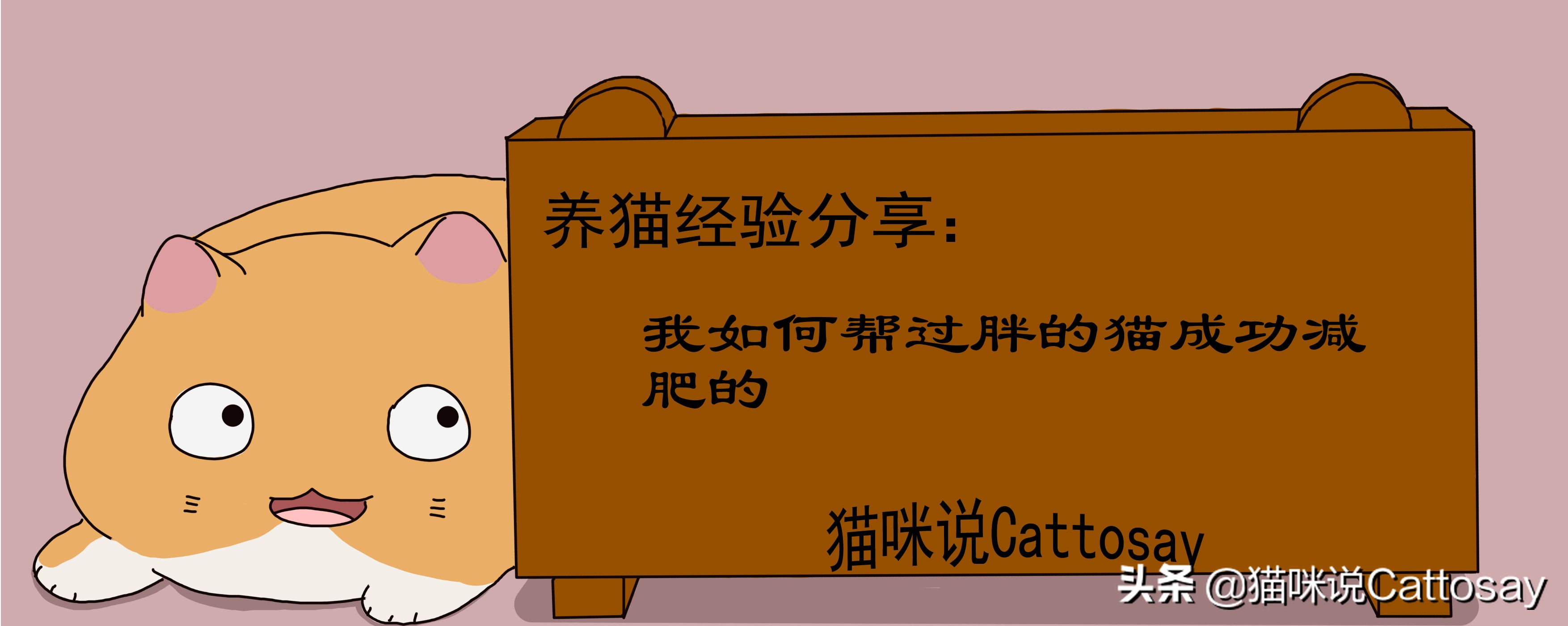 帮助小胖猫减肥的三个步骤,胖猫减肥最有效的方法