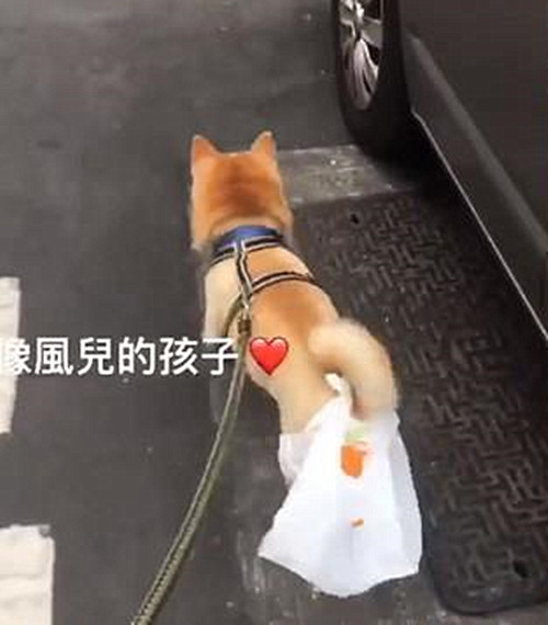 狗出门在外的大小便神器,院子里自制狗狗大小便神器