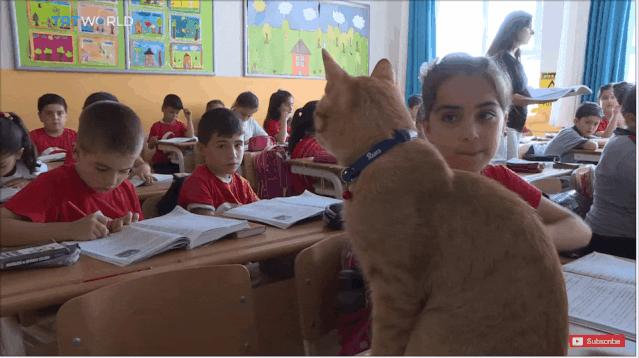 去土耳其当猫好吗,在土耳其做一只幸福的猫