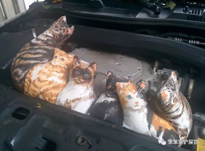 一个爱猫咪的女人,爱猫人士猫过敏