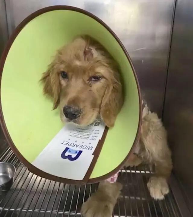 金毛被男子疯狂虐待，志愿者被威胁报复，有些人内心到底有多黑暗