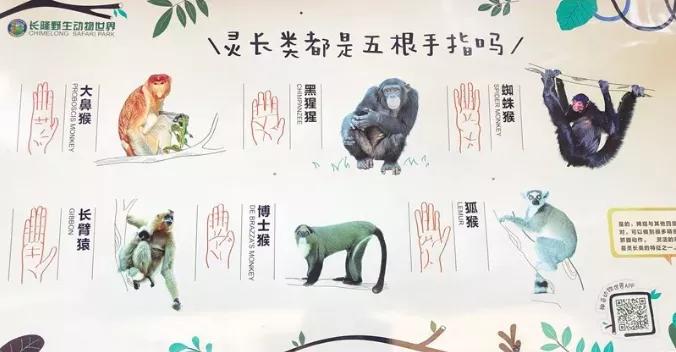 动物园怎么玩的具体介绍,动物园怎么玩更好玩