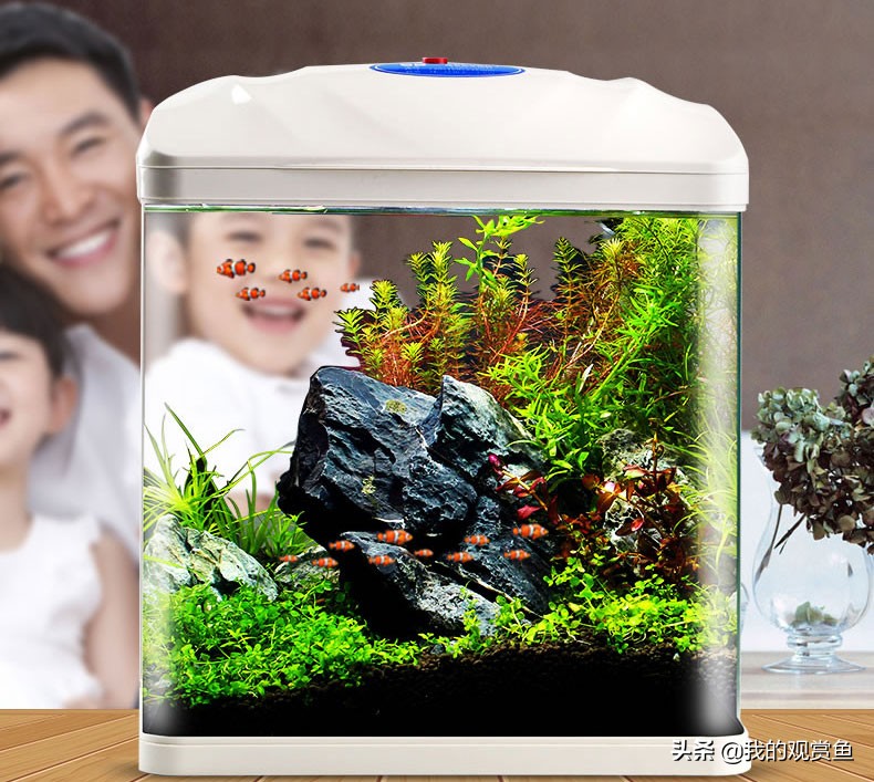 新手怎么才能把金鱼养好,养金鱼怎么才能让金鱼活得更久