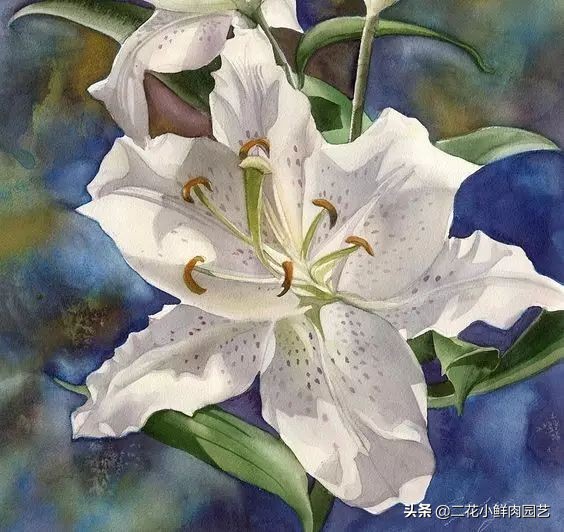 100种花卉绘画,100多张花卉线描手稿素材赶快收藏