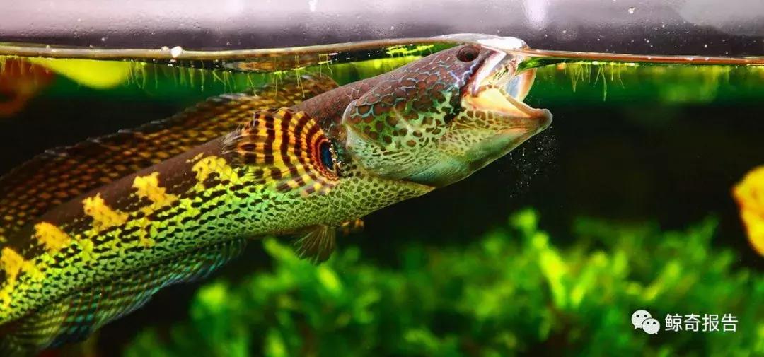 黄金眼镜蛇幼鱼饲养方法,饲养黄金眼镜蛇雷龙的温度是多少