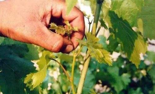 葡萄落花落果严重有好办法吗,怎样防治葡萄落花落果