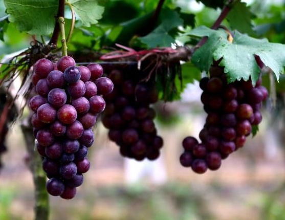 葡萄各个时期用药,葡萄重点用药时间