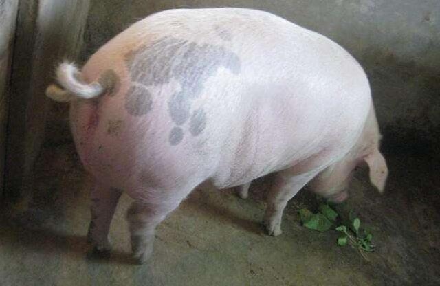 怎样饲养母猪才会高产不返情,养殖户管理方法