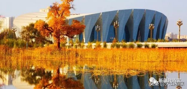 阿拉尔将成为南疆最大的城市,南疆阿拉尔市