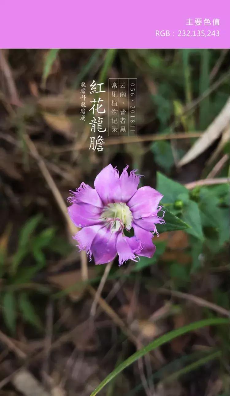 喜欢紫色的女人是不是男朋友多呀,一个喜欢紫色的女孩