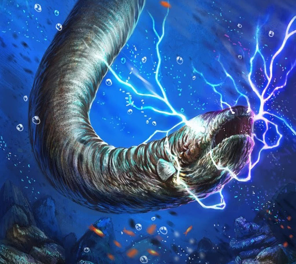 鳄鱼咬住电鳗会被电死吗,电鳗会不会被它的电给电死