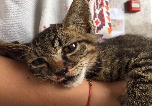 猫咪哪些情况需要去医院,猫咪有外伤用什么消炎