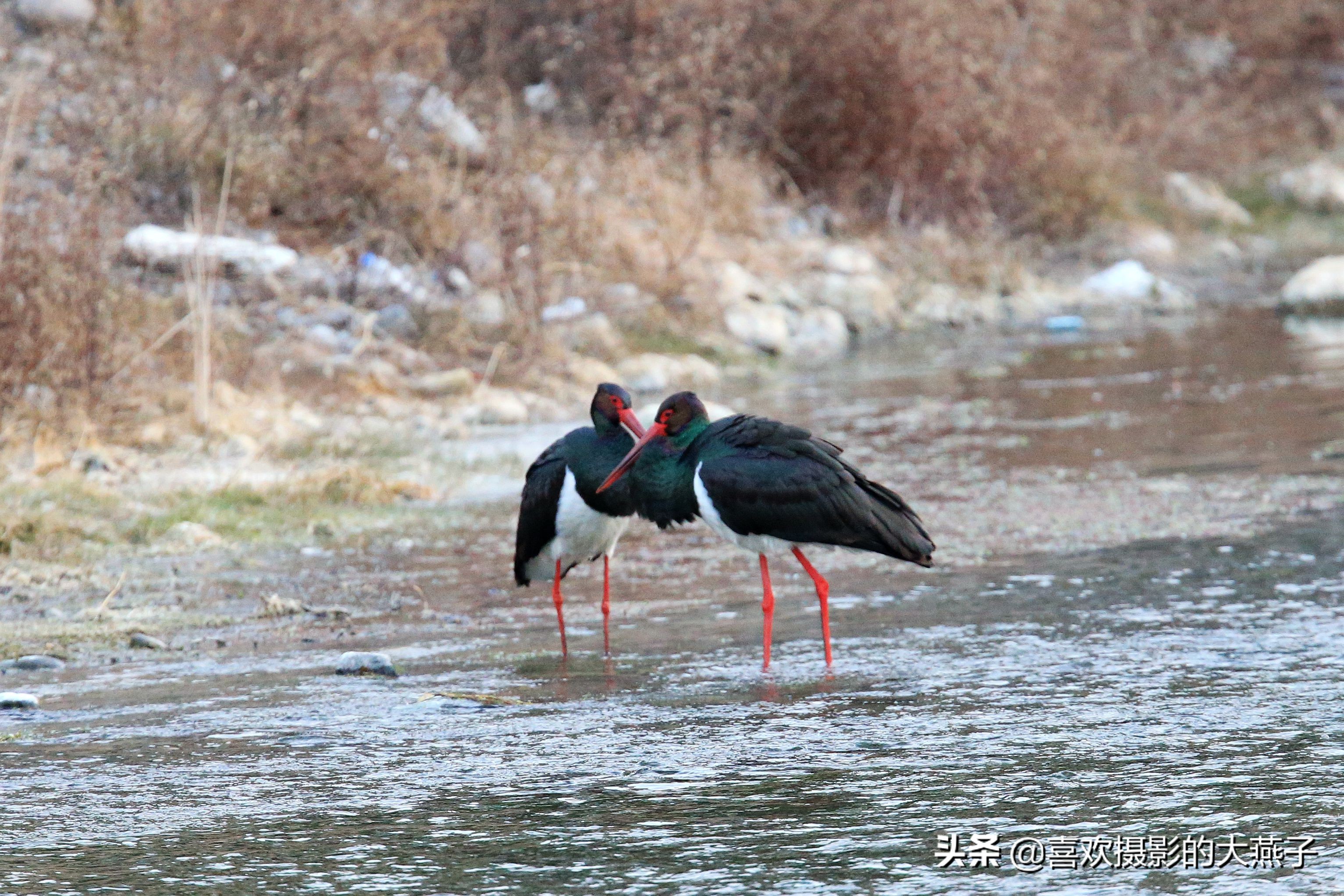 珍稀鸟类黑鹳来到河北井陉县越冬,房山十渡有什么野生动物